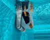 Robot piscine fonds, parois et ligne d'eau - Dolphin - E60I Voir les images du produit 7