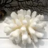 A white coral specimen is displayed on a white surface, with dark branches in the background. Produktbild-Vorschau
