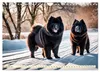 Chow Chow - le chien à tête de lion (calendrier mural 2027, Voir les images du produit 4