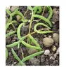 10x Drosanthemum speciosum Sukkulent Garten Pflanzen - Produktbild-Vorschau 7