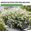 Steinkraut Duftsteinrich Schneedecke Samen - Lobularia Produktbild-Vorschau 6