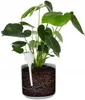 A plant in a pot with a watering globe inserted into the soil, showing how it distributes water to the roots. Anteprima dell’immagine prodotto
