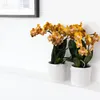 Kolibří orchideje - oranžová zlatá orchidej Phalaenopsis - Náhled obrázku produktu 2