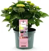 Green boutiQ - Balkonpflanze - Hortensie - Hydrangea Produktbild-Vorschau 3