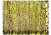 Basera Fototapete Waldmotiv 100403-23, Vliestapete, 250x193 Produktbild-Vorschau 2