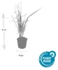 Calamagrostis acutiflora 'Karl Foerster' | 12 pezzi - Anteprima dell’immagine prodotto 2