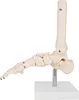 Anatomie Skeleton Model Life Size Anatomická kost kotníku Náhled obrázku produktu 1