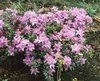 Zwerg-Rhododendron 25-30 cm, im Topf - Rhododendron Produktbild-Vorschau 11
