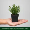 Stauden Gänge 5 x Ilex crenata 'Stokes' - Niedriger Berg Produktbild-Vorschau 5