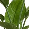 Bloomique - Strelitzia Nicolai - Roślina rajskiego ptaka - Podgląd zdjęcia produktu 6