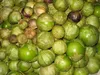 Tomatillo (Physalis ixocarpa)  - 20 graines Voir les images du produit 3
