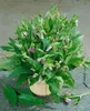 Symphytum officinale, Beinwell, ca. 11x11 cm Topf, robust Produktbild-Vorschau 6