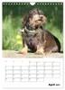 Geliebte Rabauken - Rauhaardackel (Wandkalender 2027 DIN A4 Produktbild-Vorschau 7