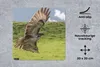 MuchoWow® Mauspad Mousepad Ein Bussard mit ausgebreiteten Produktbild-Vorschau 2
