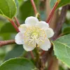 x2 Actinidia Arguta Issai P15 H60 Produktbild-Vorschau 6