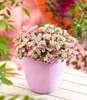 BALDUR-Garten Alpin-Rose "Cutie Pie®", 1 Pflanze, Produktbild-Vorschau 3