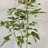 Rubus Idaeus 'Polka', frambozenstruik, in pot van 2 liter Productafbeelding-voorbeeld 2