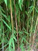 Fargesia jiuzhaigou 1 80/100 cm hoch, im 3 Liter-Topf Produktbild-Vorschau 3