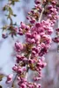 Prunus serrulata 'Kiku-shidare-zakura', Hängende Kirsche, Produktbild-Vorschau 2