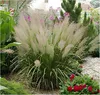 Stauden Gänge 1 x Calamagrostis brachytricha im 1 Liter Produktbild-Vorschau 1