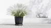 Blumentopf Untersetzer mit Rollen Ecopots Oslo Kunststoff Ø Produktbild-Vorschau 10