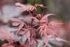 Acer palmatum 'Shaina', Japanischer Ahorn, kompakt, 60–80 Produktbild-Vorschau 8