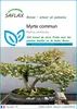 SAFLAX  - Myrte commun - 30 graines - Myrtus Voir les images du produit 1