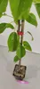 Pyrus communis 'Conference', Birnbaum, 1,5 litri-Topf Anteprima dell’immagine prodotto 3