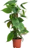 Dehner Baumfreund, Philodendron scandens, an Kratistestab Produktbild-Vorschau 1