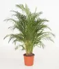Goldfruchtpalme 130-150 cm + Übertopf Ingmar Arecapalme  Produktbild-Vorschau 1