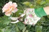 Forbici da giardino in acciaio inossidabile per potare le Anteprima dell’immagine prodotto 3
