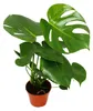 Exotická rostlina – listová monstera (Monstera deliciosa), Náhled obrázku produktu 1