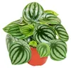 Peperomia argyreia Watermelon – Produktbild-Vorschau 1