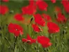 CALVENDO Puzzle Mohnblumen im Feld | 2000 Teile Lege-Größe Produktbild-Vorschau 4