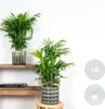 Bloomique - Zestaw 2 szt. - Chamaedorea Elegans - Podgląd zdjęcia produktu 2