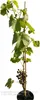 Vitis vinifera Kyoho - dunkelrote Pflaumentraube Weinrebe Produktbild-Vorschau 3