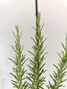 Lot de 4 plants de romarin (Rosmarinus officinalis) – Voir les images du produit 2