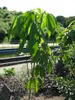 Gummiboom (Hevea brasiliensis) - 2 stuks Productafbeelding-voorbeeld 3
