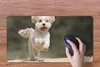 MuchoWow® Mauspad Mousepad Ein Shih Tzu Hund hüpft durch Produktbild-Vorschau 3