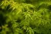 Acer palmatum 'Seiryu', Japanischer Ahorn, filigran, 60–80 Produktbild-Vorschau 3