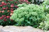 Sedum telephium 'Herbstfreude', Fetthenne, rosa Blüten, ca. Produktbild-Vorschau 3
