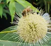 Knopfbusch (Cephalanthus occidentalis) - 40-60cm im 3 Liter Produktbild-Vorschau 3