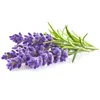 Click & Grow Click & Grow Smart Garden refill Lavender 3pcs Produktbild-Vorschau 2