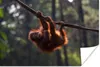 MuchoWow® Poster Junger Orang-Utan hängt an einem Ast Produktbild-Vorschau 1