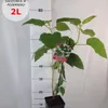 Hortensja Anabelle drzewiasta 2L Podgląd zdjęcia produktu 2