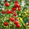 A close-up view of a tomato plant with ripe red tomatoes and green leaves. Produktbild-Vorschau