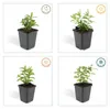 Plantes couvre-sol - Millepertuis commun - Hypericum Voir les images du produit 4