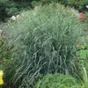 Stauden Gänge 1 x Panicum virgatum 'Blue Fountain' im 1 Produktbild-Vorschau 4