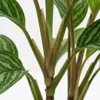 Aglaonema 'Stripes' Zimmerpflanze, 60 cm hoch, Topf Ø 17 Produktbild-Vorschau 5