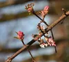 Viburnum bodn. 'Dawn' - Schneeball 50- 60 cm - Container Produktbild-Vorschau 1